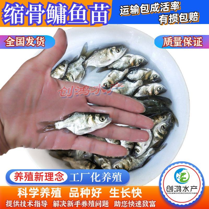 【高产好品质】一级缩骨大头鱼苗缩骨鱼苗缩骨鳙鱼苗