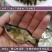【高产好品质】一级缩骨大头鱼苗缩骨鱼苗缩骨鳙鱼苗