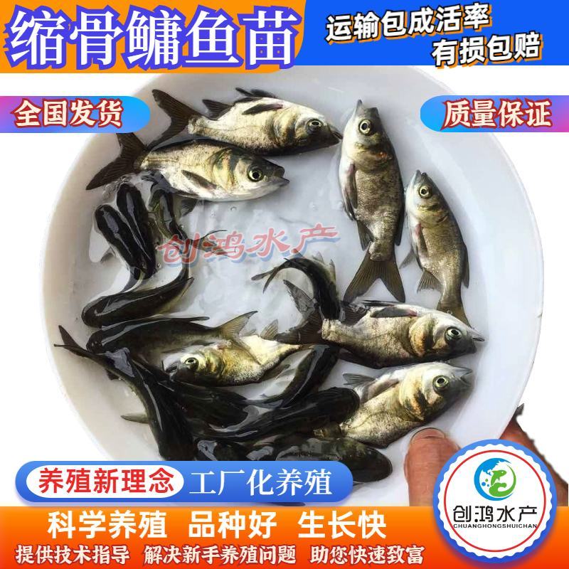 【苗场直供】】一级缩骨大头鱼苗缩骨鱼苗缩骨鳙鱼苗