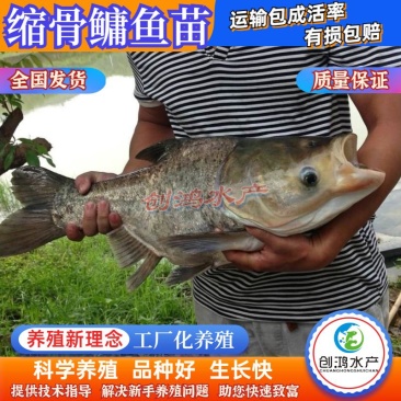 【苗场直供】】一级缩骨大头鱼苗缩骨鱼苗缩骨鳙鱼苗