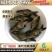 【高产好品质】一级缩骨大头鱼苗缩骨鱼苗缩骨鳙鱼苗