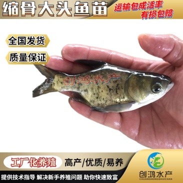 【高产好品质】一级缩骨大头鱼苗缩骨鱼苗缩骨鳙鱼苗