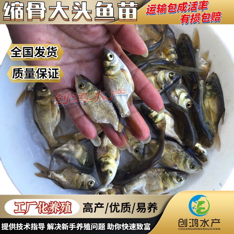 【高产好品质】一级缩骨大头鱼苗缩骨鱼苗缩骨鳙鱼苗