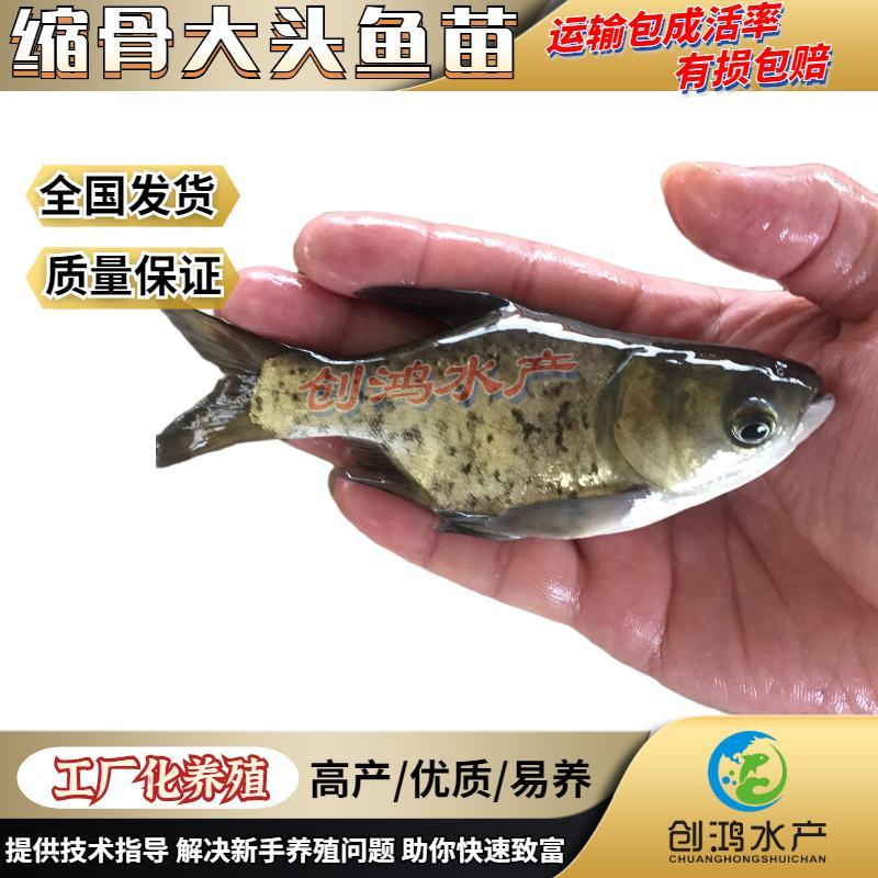 【苗场直供】】一级缩骨大头鱼苗缩骨鱼苗缩骨鳙鱼苗