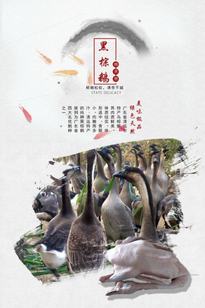 灰鹅苗黑棕鹅苗草鹅苗乌棕鹅包打疫苗质量正宗全国代发