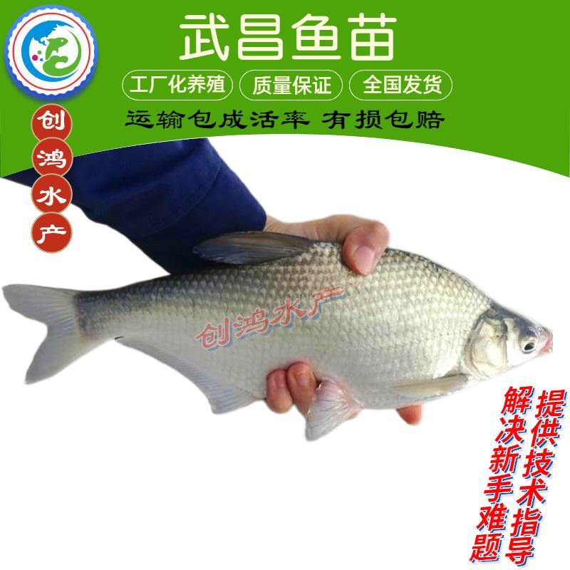 优质武昌鱼苗团头鲂鱼苗三角鲂鱼苗武昌鱼水花