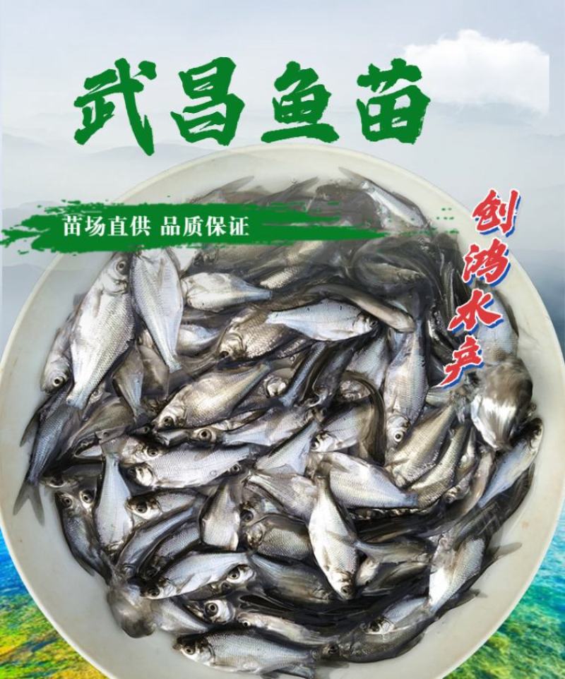 优质武昌鱼苗团头鲂鱼苗三角鲂鱼苗武昌鱼水花