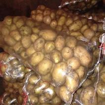 预售呼伦贝尔海拉尔自家种植兴佳土豆2两、3两以上。