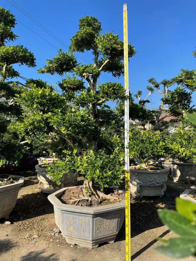 精品七里香（九里香）桩头盆景基地现货低价批发