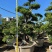 精品七里香（九里香）桩头盆景基地现货低价批发