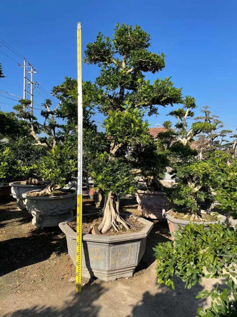 精品七里香（九里香）桩头盆景基地现货低价批发