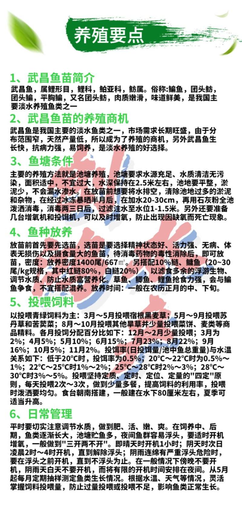 【特价供应】武昌鱼苗团头鲂鱼苗缩项鳊鱼武昌鱼水花