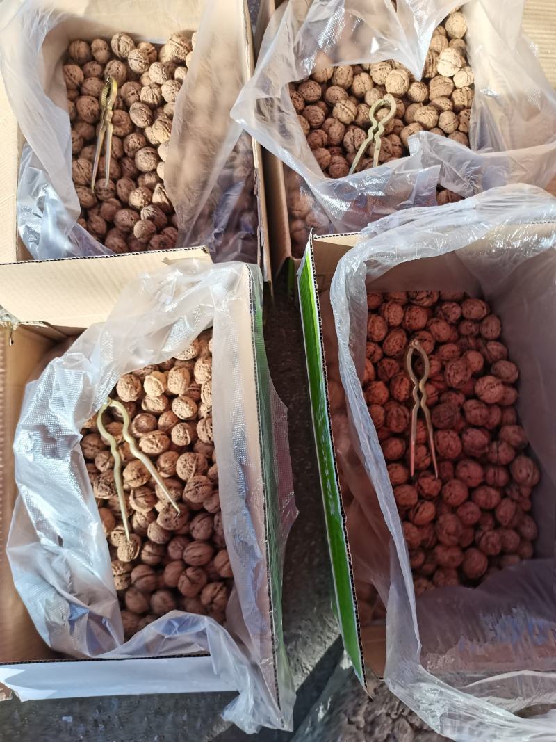 云南老品种核桃麻果核桃纸皮核桃