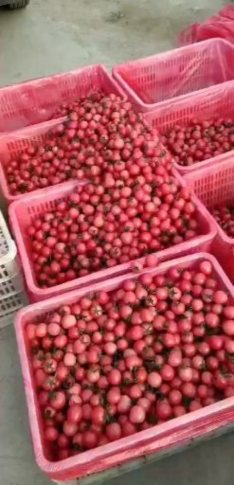 山东，济阳圣女果，质量好，价格便宜，专业代收。