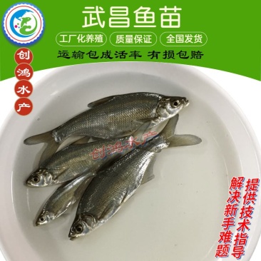 【全国供应】武昌鱼苗团头鲂鱼苗三角鲂鱼苗武昌鱼水花