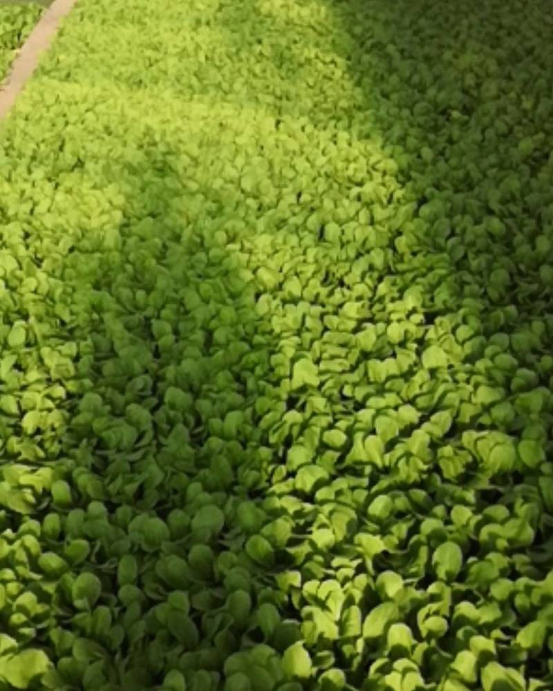 白菜苗，茶氏育苗基地常年供应大白菜苗，价格美丽