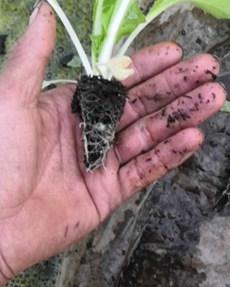 白菜苗，茶氏育苗基地常年供应大白菜苗，价格美丽