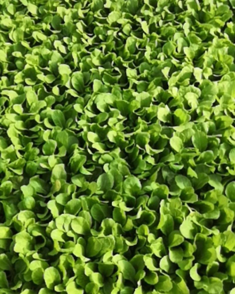 白菜苗，茶氏育苗基地常年供应大白菜苗，价格美丽