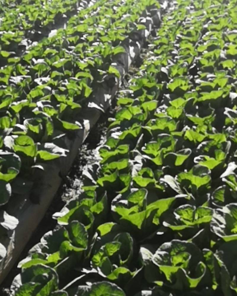 白菜苗，茶氏育苗基地常年供应大白菜苗，价格美丽