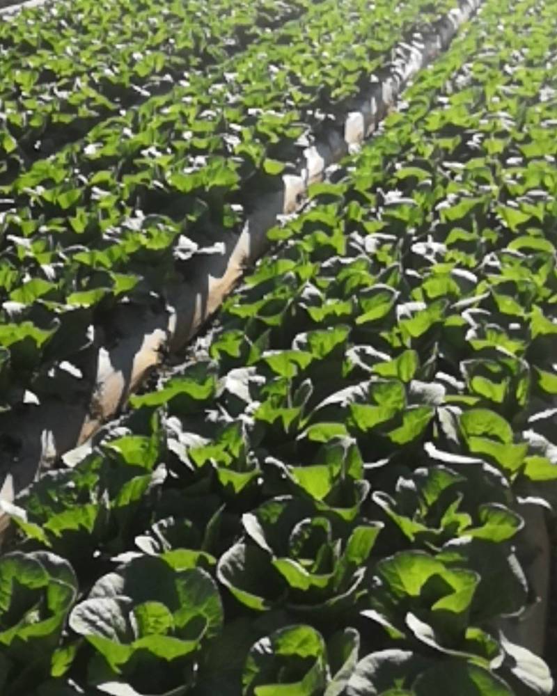 白菜苗，茶氏育苗基地常年供应大白菜苗，价格美丽