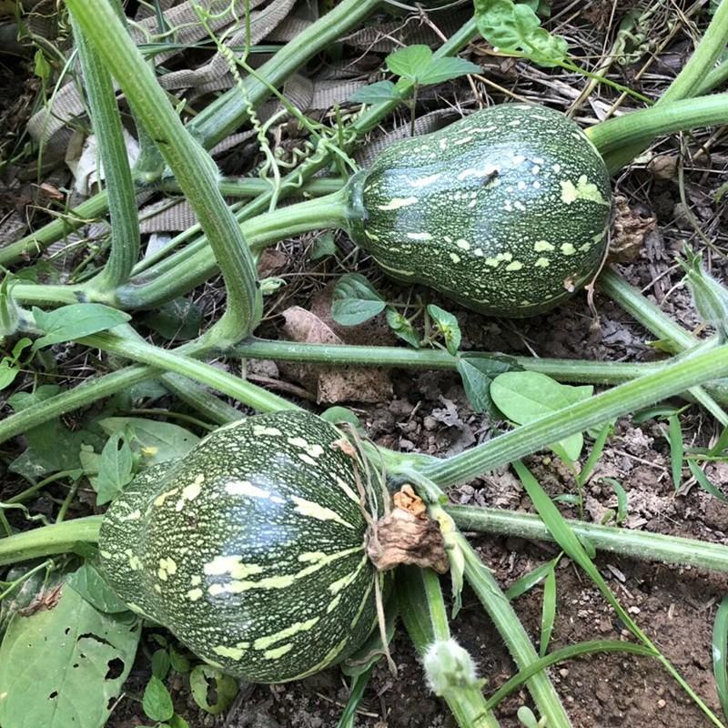 金妃南瓜种子，易种植易管理，超甜粉糯皮薄无渣，品质佳