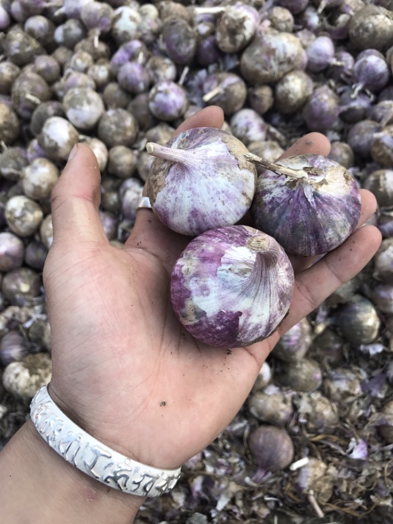 云南红皮大蒜，独头蒜，多瓣蒜