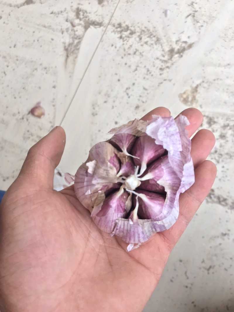 云南红皮大蒜，独头蒜，多瓣蒜