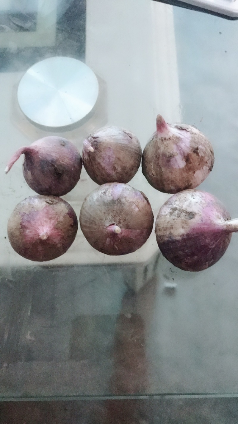 云南红皮大蒜，独头蒜，多瓣蒜