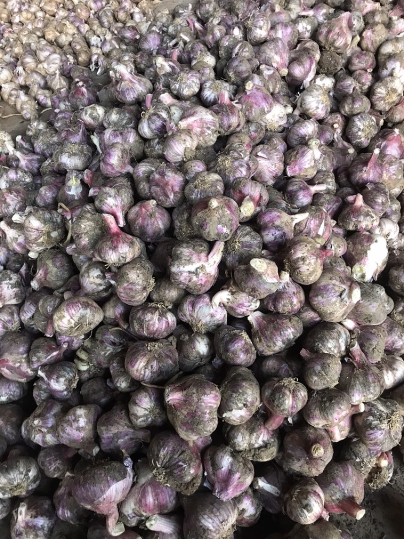 云南红皮大蒜，独头蒜，多瓣蒜