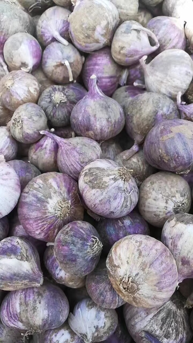 云南红皮大蒜，独头蒜，多瓣蒜