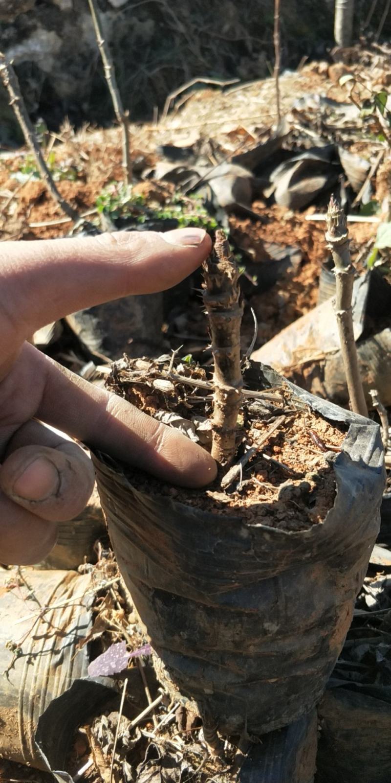 刺嫩芽苗，又名刺老包，刺老芽，树头菜苗