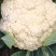 河南开封优质有机花菜