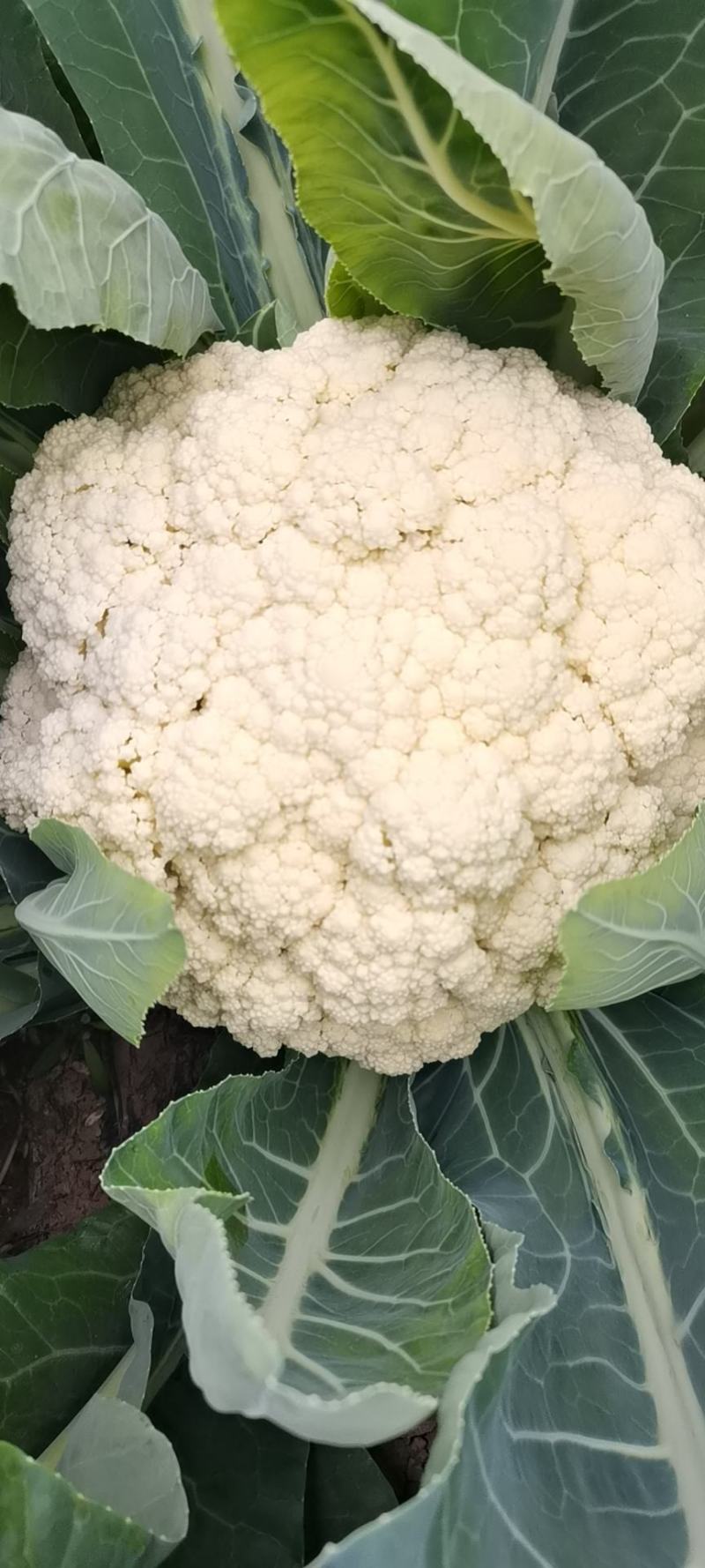 河南开封优质有机花菜