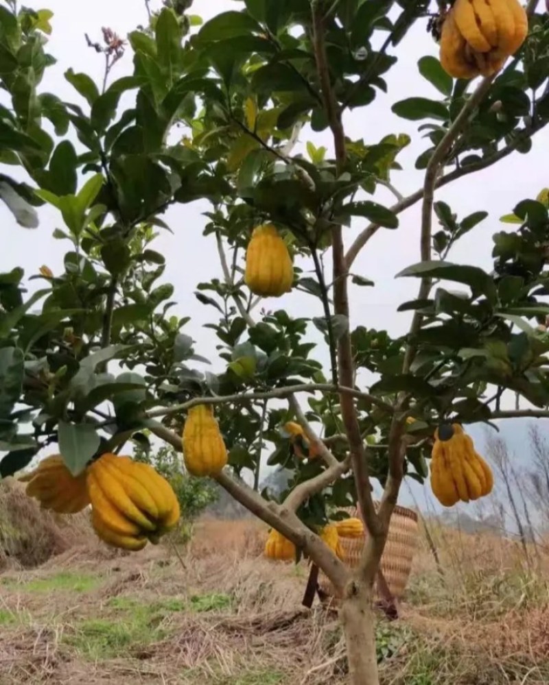 金佛手树苗《速生生长速度快快》成活率高！