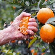 默科特柑橘柑桔柑橘产地直供一手货源看货采摘