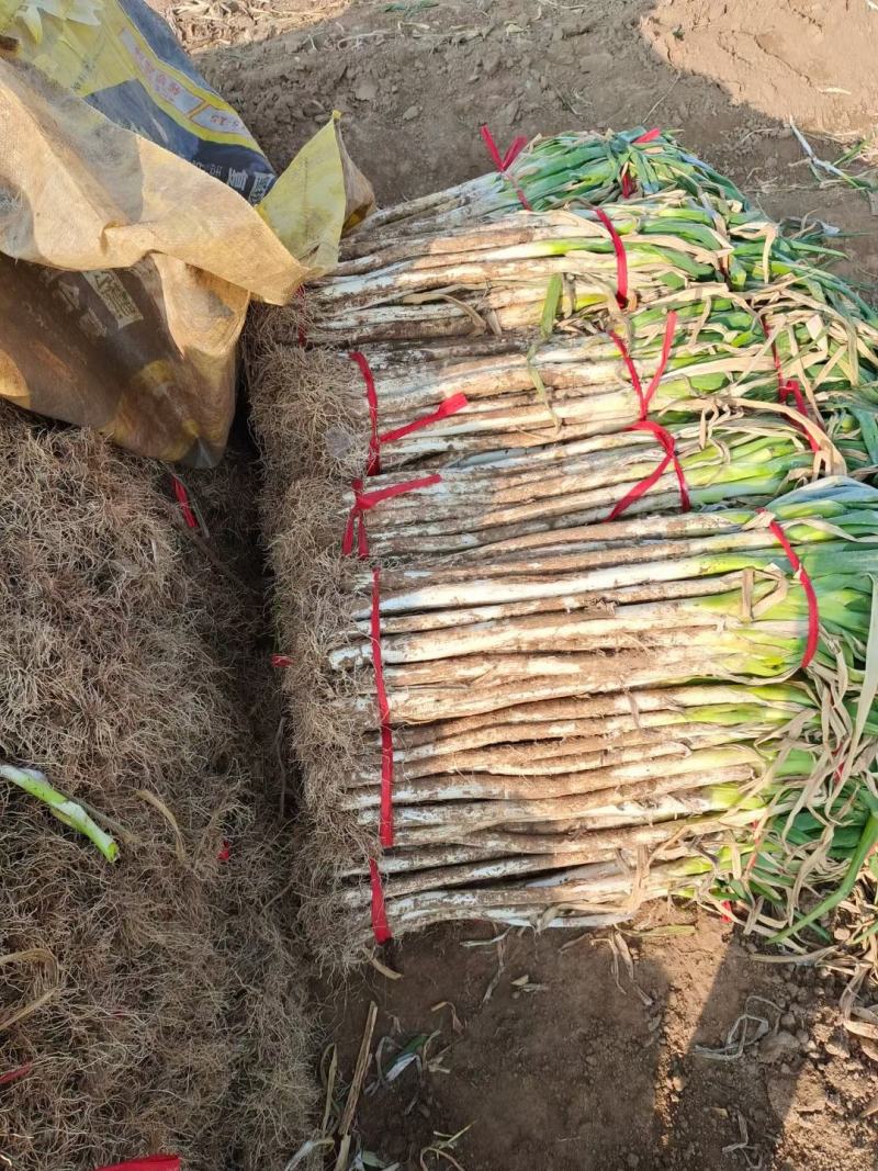 长白大葱，葱白50cm，纯五指葱