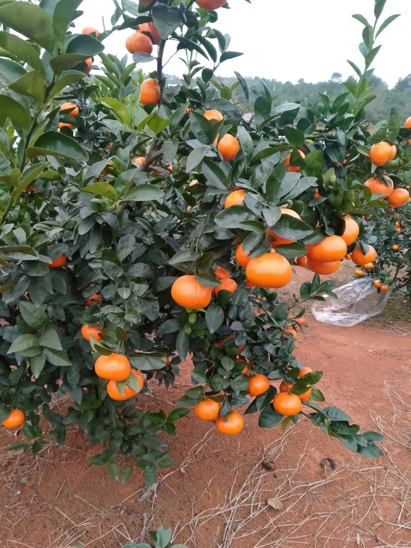 默科特大量货原，只要价格好。