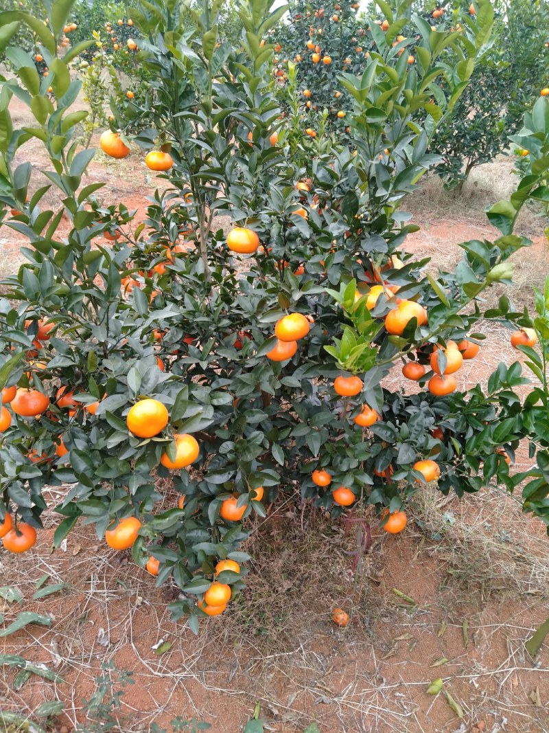 默科特大量货原，只要价格好。