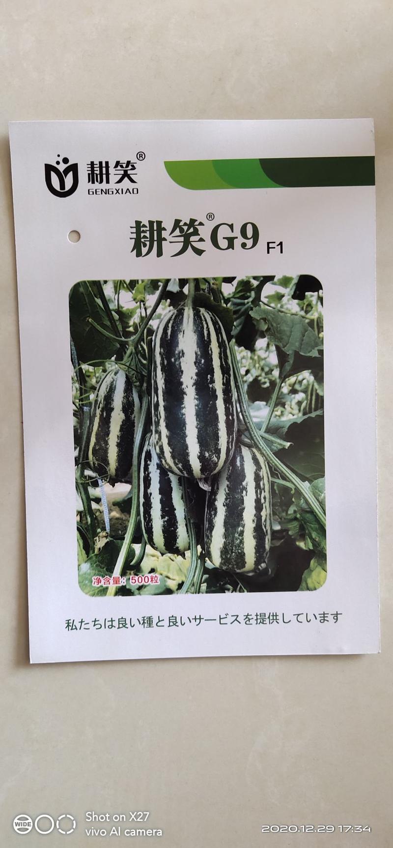 薄皮博洋甜瓜种子博洋9号甜瓜种子甘肃植种基地种子批发供应