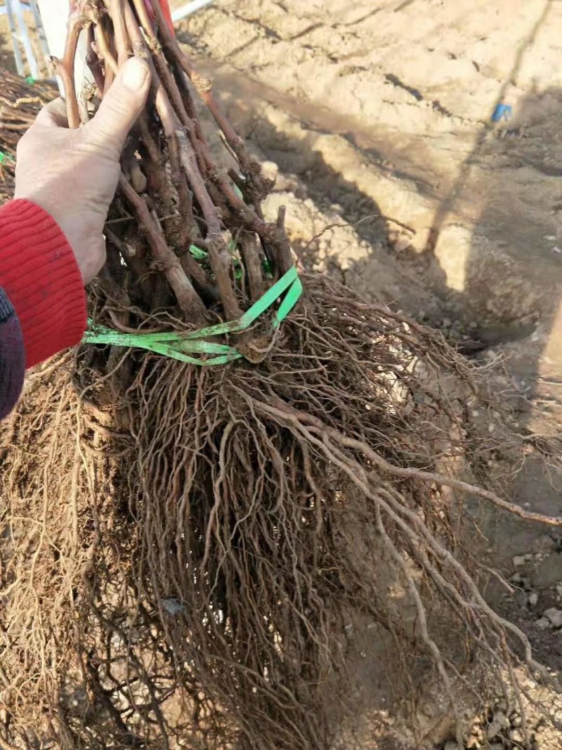 新郁葡萄苗（颜色好，早熟红提，粒子大，口感好）假一赔十
