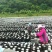 东北黑木耳，无污染，无掺假，纯好木耳，卖良心木耳