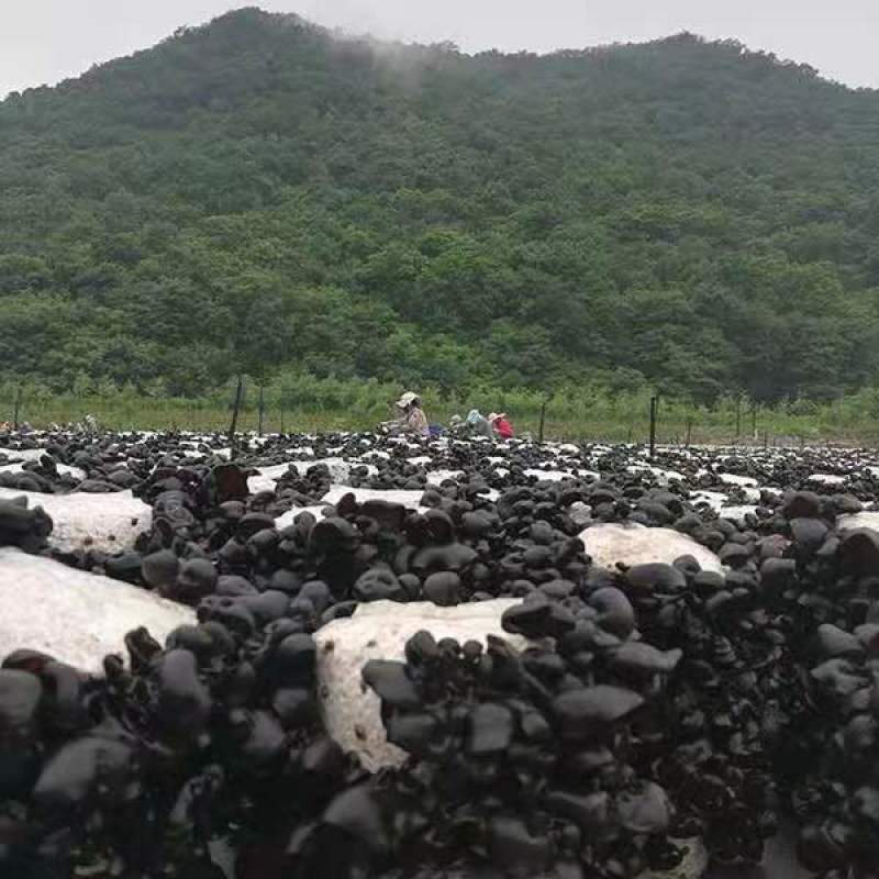 东北黑木耳，无污染，无掺假，纯好木耳，卖良心木耳