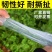 进口大棚膜内膜二膜白色透明棚内薄膜草莓葡萄种植大棚膜
