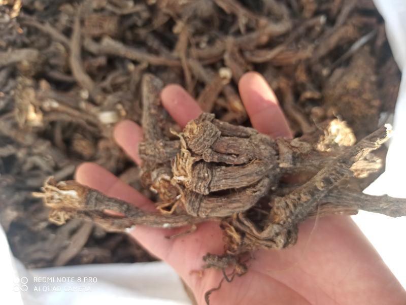蒲公英根纯净无杂质中药专营品质保证