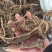 蒲公英根纯净无杂质中药专营品质保证