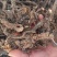蒲公英根纯净无杂质中药专营品质保证