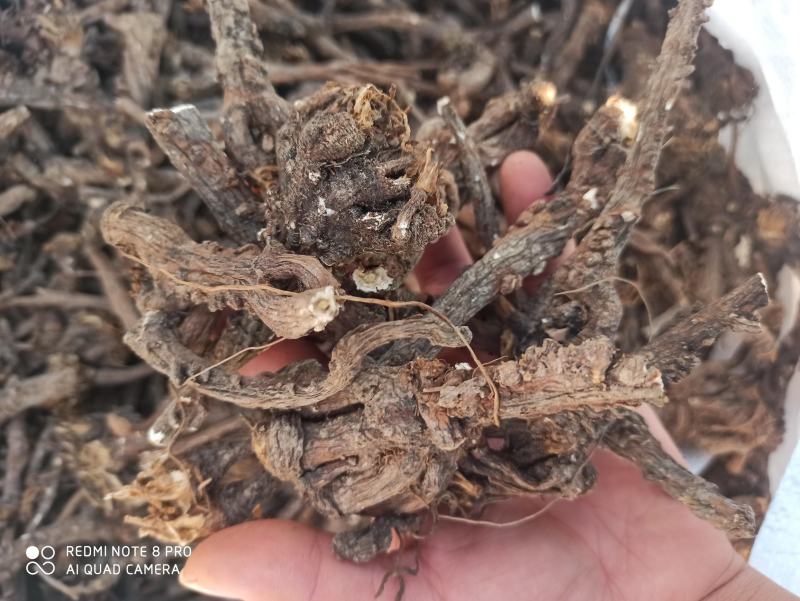 蒲公英根纯净无杂质中药专营品质保证