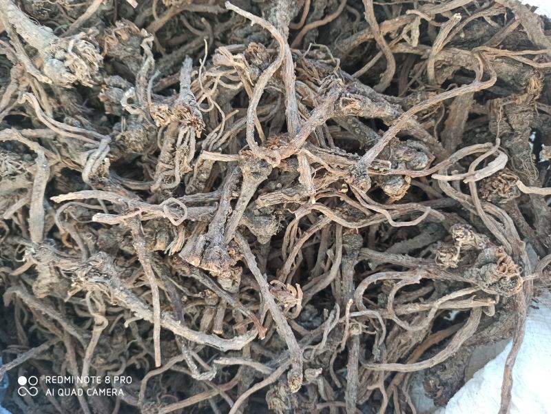 蒲公英根纯净无杂质中药专营品质保证