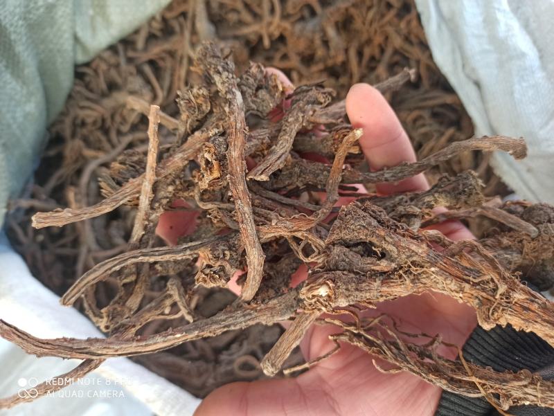 蒲公英根纯净无杂质中药专营品质保证