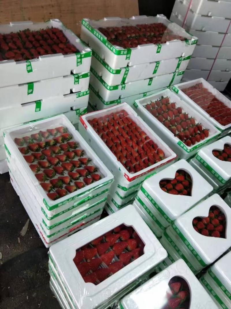 草莓奶油草莓甜宝草莓